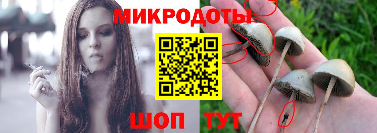 Галлюциногенные грибы Psilocybe  Зеленодольск 